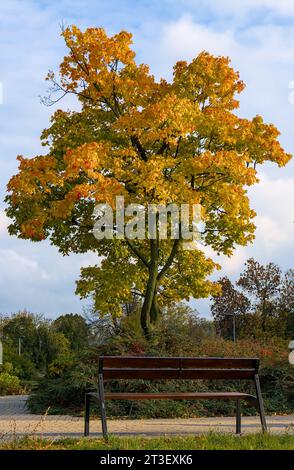 Der Herbst ändert die Farbe der Blätter und erzeugt einen einzigartigen dreifarbigen Baum. Unglaubliche Herbstfarben. Stockfoto