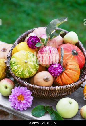 Wunderschöne Blumenarrangements mit verschiedenen Sorten von Kürbissen, Kürbissen und Äpfeln auf einem rustikalen Hintergrund. Erntevorbereitung oder Thanksgiving Day Konzept Stockfoto