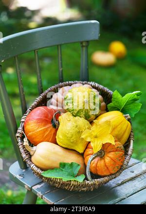 Rustikaler Korb mit verschiedenen Kürbissorten und gelben Kürbisblüten auf dem Holzstuhl. Erntevorbereitung oder Thanksgiving Day Konzept. Stockfoto