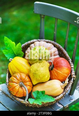 Korb mit verschiedenen Kürbissorten und Kürbissen auf einem rustikalen Holzstuhl. Erntevorbereitung oder Thanksgiving Day Konzept. Stockfoto