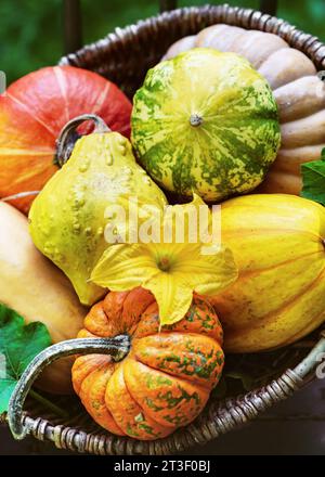 Blick von oben auf einen Korb mit verschiedenen Kürbissorten und gelben Kürbisblüten. Erntevorbereitung oder Thanksgiving Day Konzept. Stockfoto