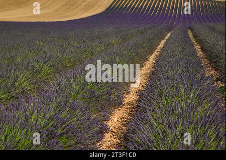 Lavendelfelder in der Haute-Provence, Frankreich. Stockfoto