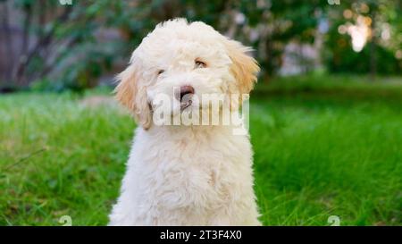 Portrait lustiger weißer Hündchen lagotto romagnolo, der im Sommer auf dem Gras sitzt und in die Kamera schaut. Stockfoto