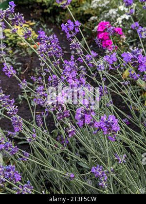 Lavendelblüten wachsen und blühen im Garten Stockfoto