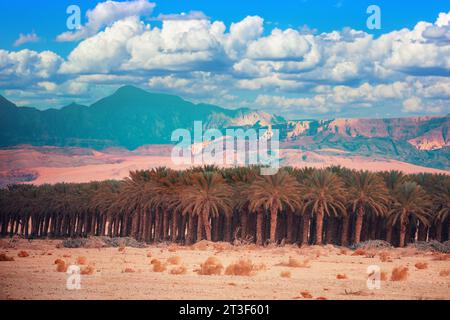 Eine Oase in der Wüste. Palmenbäume hainen bei Sonnenuntergang in der Wüste. Plantage von Palmen auf einem Hintergrund von Bergen. Blick auf Jordanien Stockfoto