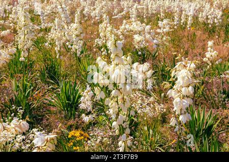 Blühende Yucca filamentosa gegen blauen Himmel. Horizontales Banner im Hintergrund der Blume Stockfoto