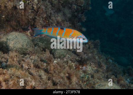 Weibliche verzierte Rasse (Thalassoma pavo) Stockfoto