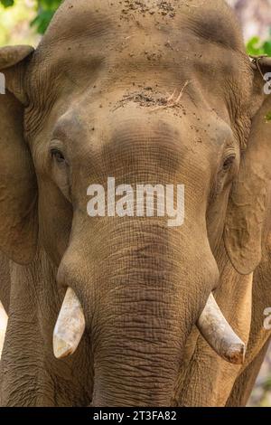 Indischer Elefant (Elephas maximus), Bandhavgarh National Park, Indien. Stockfoto