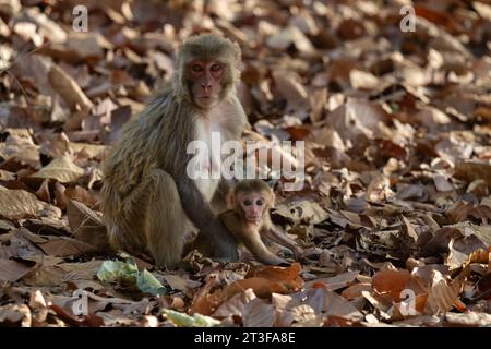 Rhesus Macaque, Macaca mulatta, Bandhavgarh National Park, Indien. Stockfoto