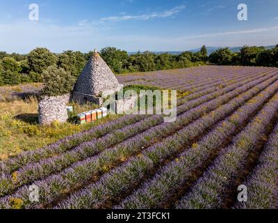 Frankreich, Vaucluse, regionaler Naturpark Luberon, Saignon, borie und Lavendelfeld auf dem Plateau Claparèdes (aus der Vogelperspektive) Stockfoto