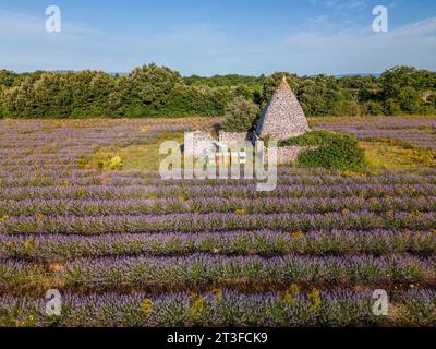 Frankreich, Vaucluse, regionaler Naturpark Luberon, Saignon, borie und Lavendelfeld auf dem Plateau Claparèdes (aus der Vogelperspektive) Stockfoto