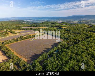 Frankreich, Vaucluse, regionaler Naturpark Luberon, Saignon, borie und Lavendelfeld auf dem Plateau Claparèdes (aus der Vogelperspektive) Stockfoto