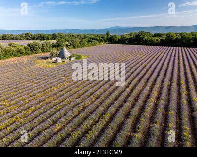 Frankreich, Vaucluse, regionaler Naturpark Luberon, Saignon, borie und Lavendelfeld auf dem Plateau Claparèdes (aus der Vogelperspektive) Stockfoto