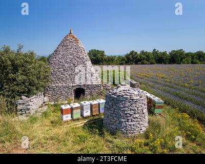 Frankreich, Vaucluse, regionaler Naturpark Luberon, Saignon, borie und Lavendelfeld auf dem Plateau Claparèdes (aus der Vogelperspektive) Stockfoto