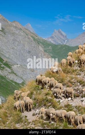 Frankreich, Savoie, Cerces Massiv, Valloires, Wanderung zum Cerces See, Schafherde in Plan Lachat und Aiguilles d’Arves Stockfoto