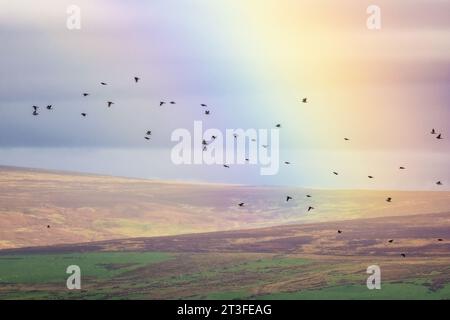 Tierwelt und Wetter in Großbritannien - 25. Oktober 2023 - eine Schar von Feldfarmen (Turdus pilaris), die vor kurzem auf der Migration angekommen sind, fliegen an einem Regenbogen mit Moorland vorbei. Ilkley, West Yorkshire England UK Credit: Rebecca Cole/Alamy Live News Stockfoto