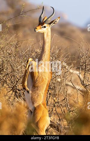 Kenia, Samburu Wildreservat, Gerenuk (Litocranius Walleri), männlich essen einige Akazien Stockfoto