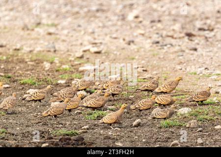 Kenia, Magadi-See, Kastanienbauchhuhn (Pterocles exustus), an einem Wasserpunkt Stockfoto