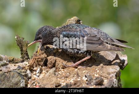 Sturnus vulgaris sucht mit Hilfe seines starken Schnabels nach Nahrung auf alten Baumstümpfen Stockfoto