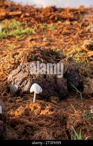 Kenia, Tsavo East National Park, Elefant (Loxodonta africana), Pilze, die im Dung wachsen Stockfoto