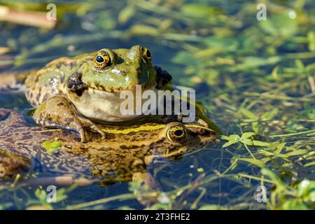 Frankreich, Nomandie, Sainte-Adresse, grüner Frosch (Rana esculenta), Paarung, in einem Pfund in Strandnähe Stockfoto