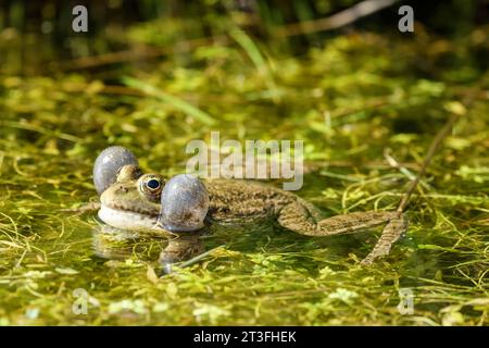 Frankreich, Nomandie, Sainte-Adresse, grüner Frosch (Rana esculenta), männlich, der seine Stimmsäcke aufbläht, in einem Pfund in der Nähe des Strandes Stockfoto