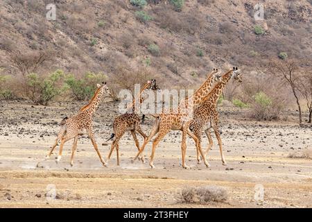 Kenia, Lago Magadi, Girafe masai (Giraffa camelopardalis), Gruppenlauf Stockfoto