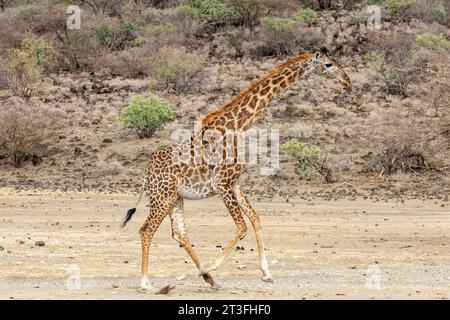 Kenia, Lago Magadi, Girafe masai (Giraffa camelopardalis), die auf dem Weg laufen Stockfoto