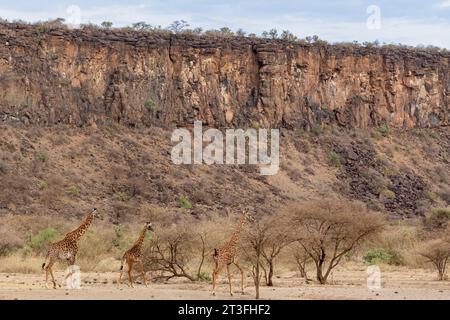 Kenia, Lago Magadi, Girafe masai (Giraffa camelopardalis), Gruppe in Akazienbäumen Stockfoto