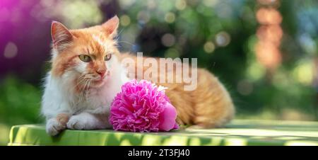 Niedliche weiß-orangene Langhaarkatze, die sich im Sommer im Garten entspannt Stockfoto