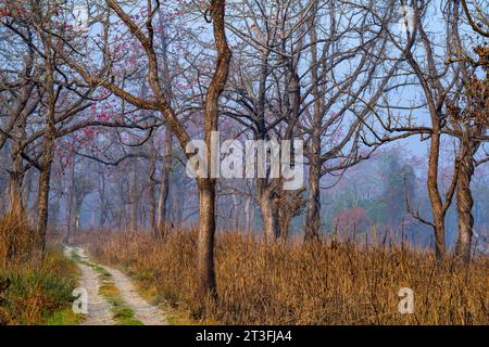 Nepal, Provinz Terai, Chitwan National Park Stockfoto