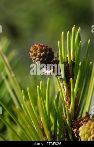 Frankreich, Var, Six Fours les Plages, Le Brusc, Insel Grand Gaou, Aleppo-Kiefer (Pinus halepensis) Stockfoto