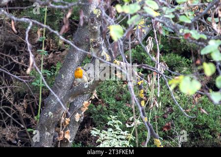 Robin stand auf einem Baumzweig in einer Gartenhecke. Stockfoto