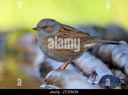 Lebhafter Dunnock (prunella modularis) posiert auf nassen Ästen in farbenfroher Schattengegend Stockfoto