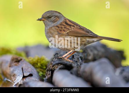Ganzkörperfoto von Dunnock (prunella modularis), der auf einem Stapel alter moosiger Äste in farbenfroher Umgebung steht Stockfoto