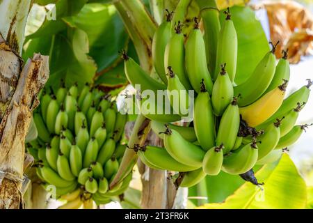 Zwerg Cavendish Bananen von den Kanarischen Inseln Bananenblätter Bananenblüten Stockfoto