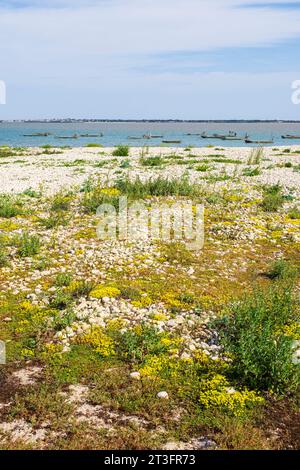Frankreich, Charente Maritime, Ile de Re, Loix, Pointe du Grouin Stockfoto
