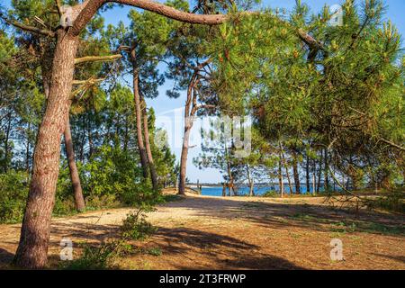 Frankreich, Charente Maritime, Ile de Re, Les Portes en Re, Trousse-Chemise Forest Stockfoto