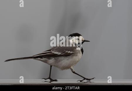 Tiere um uns herum. Bachstelzvogel, der auf einem Balkongeländer hinter dem Fenster läuft Stockfoto