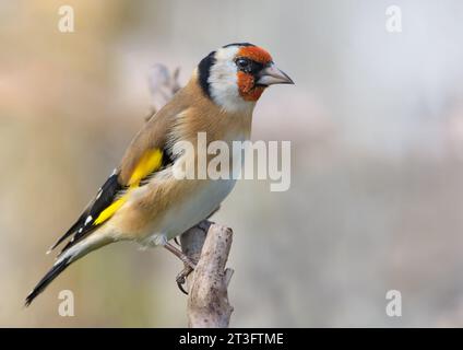 Niedlicher europäischer Goldfink (Carduelis carduelis) auf winzigem Zweig in herbstgrauen Farben Stockfoto