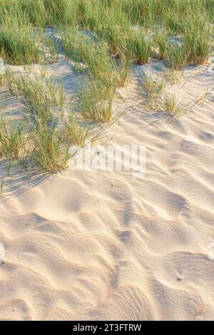 Frankreich, Vendée, Ile d'Yeu, Dünenküste (Nordostküste), Strand Marais Salé Stockfoto