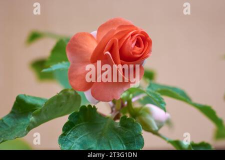 Nahaufnahme einer wunderschönen orangen Rosenblume im Garten, selektiv im Fokus mit unscharfem Hintergrund Stockfoto