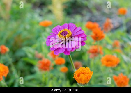 Purple Zinnia wächst in einem Blumenbeet. Stockfoto