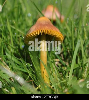 Hygrocybe psittacina - Papageienwachskappe - Makro Stockfoto