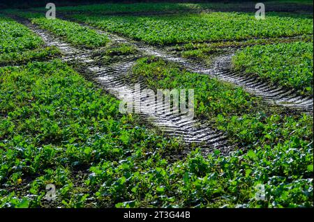 Ketten, die von einem Traktor auf einem schlammigen Feld zurückgelassen werden, das kürzlich mit Erntegut gesät wurde, bevor es überflutet wurde. Stockfoto