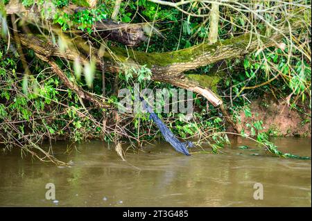 Plastikmüll, der sich in der Vegitation neben einem kürzlich überfluteten Fluss befindet. Stockfoto