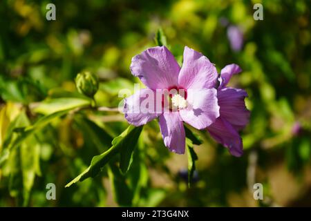 Hibiscus syriacus (Rose von Sharon) ist ein aufrechter und vasenförmiger Laubstrauch, der große trompetenförmige Blüten mit gelben weißen Staubblättern trägt. Stockfoto