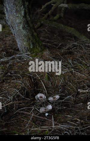 Pilze wachsen in einem dunklen Wald. Stockfoto