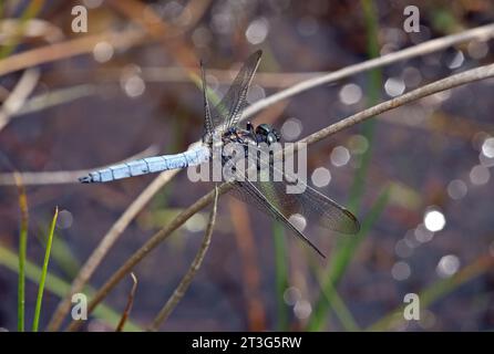 Kielender Skimmer (Orthetrum coerulescens), erwachsener Rüde in Ruhe auf STEM Holt, Norfolk, Großbritannien. Juli Stockfoto