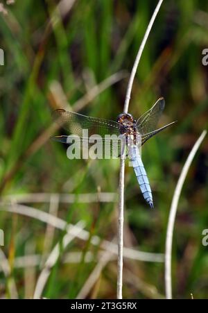 Kielender Skimmer (Orthetrum coerulescens), erwachsener Rüde in Ruhe auf STEM Holt, Norfolk, Großbritannien. Juli Stockfoto